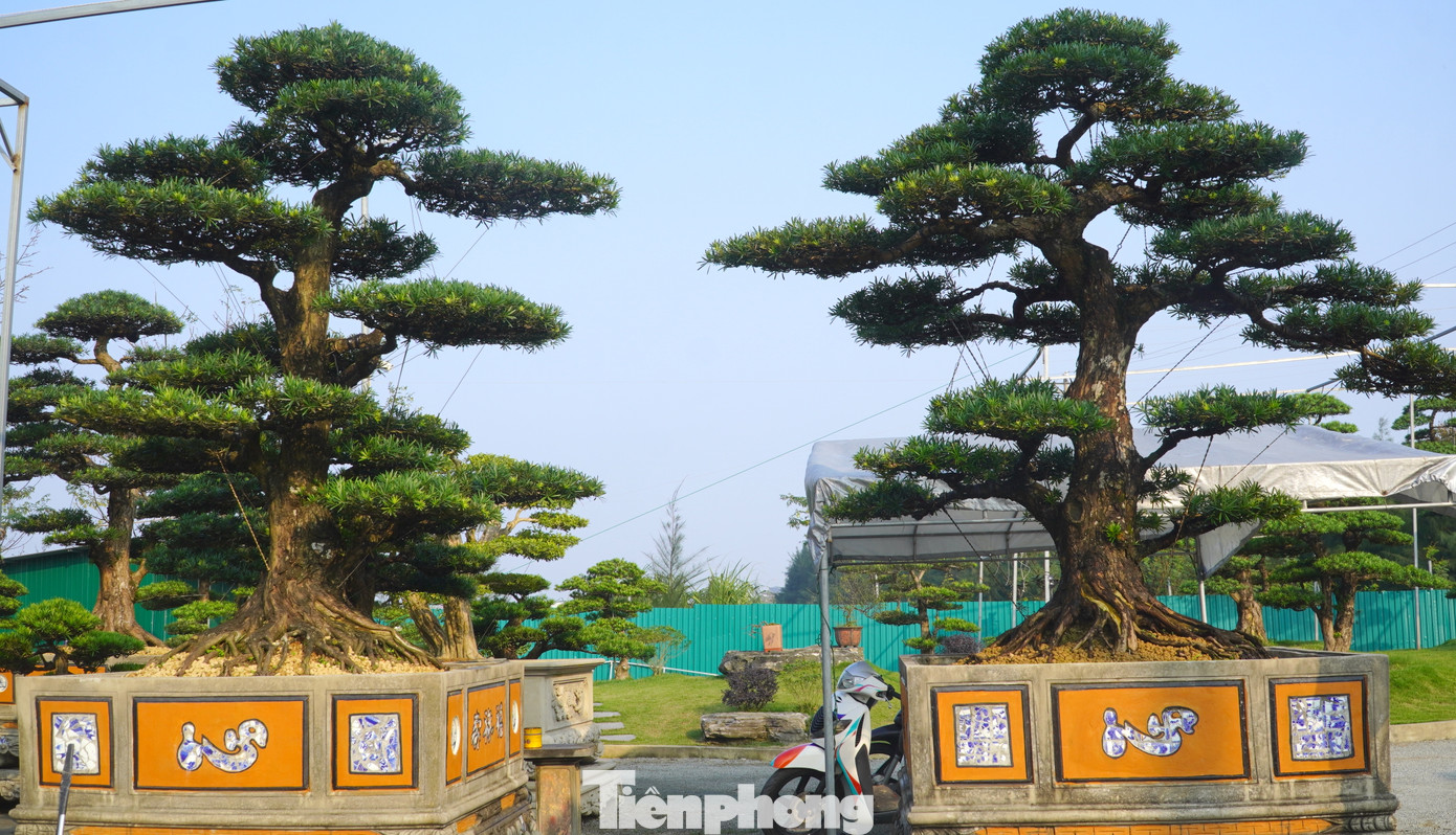 Mỗi dáng thế của tùng La Hán thể hiện sự tinh tế và sáng tạo trong nghệ thuật phù hợp nhiều phong cách khác nhau. Trong ảnh gốc tùng dáng trực biểu trưng cho sự uy nghi, kiên định cũng như bản lĩnh vượt qua thử thách.