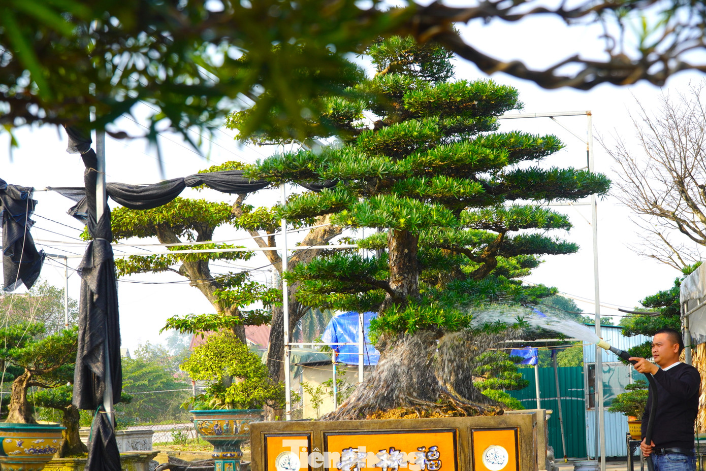 Những gốc tùng La Hán có tuổi đời hàng chục năm tuổi đến trăm tuổi đang được trồng, chăm sóc tại nhà vườn Thành Vinh ở phường Thạch Quý (thành phố Hà Tĩnh). Tại đây có khoảng 60 gốc tùng được nhà vườn nhập về để bán trong dịp Tết.