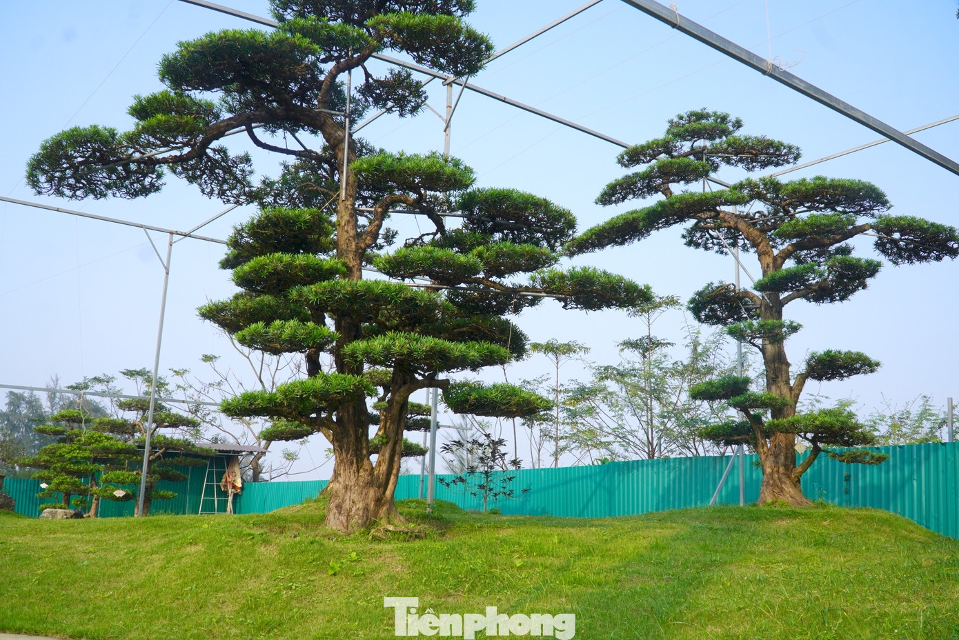 "Nhận thấy tùng La Hán luôn là lựa chọn hàng đầu của khách hàng trong dịp Tết. Khách hàng chọn tùng ngoài vẻ đẹp dáng thế uy nghi mà còn là ý nghĩa phong thủy gắn kèm. Vì thế, năm nay vườn chọn lọc từng cây tùng với nhiều dáng để phục vụ nhu cầu khách hàng. Riêng dịp Tết năm 2024, chúng tôi bán được trên 30 cây tùng cho khách", anh Đỗ Duy Hiệu, chủ nhà vườn cho biết.