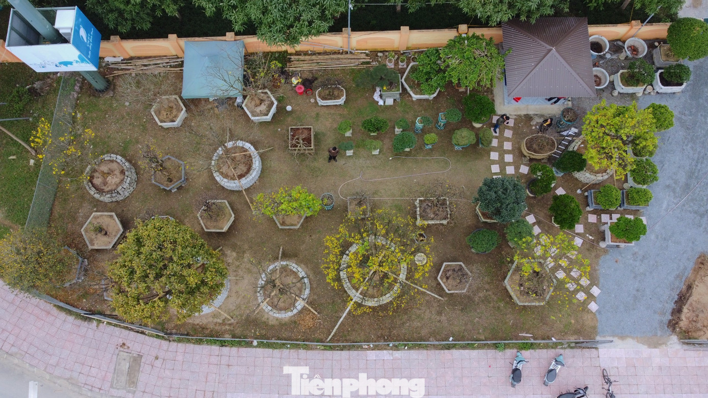 Cây mai vàng này đang được trưng bày tại vườn cây cảnh của anh Đỗ Duy Hiệu (đường Nguyễn Du, phường Thạch Quý, thành phố Hà Tĩnh).