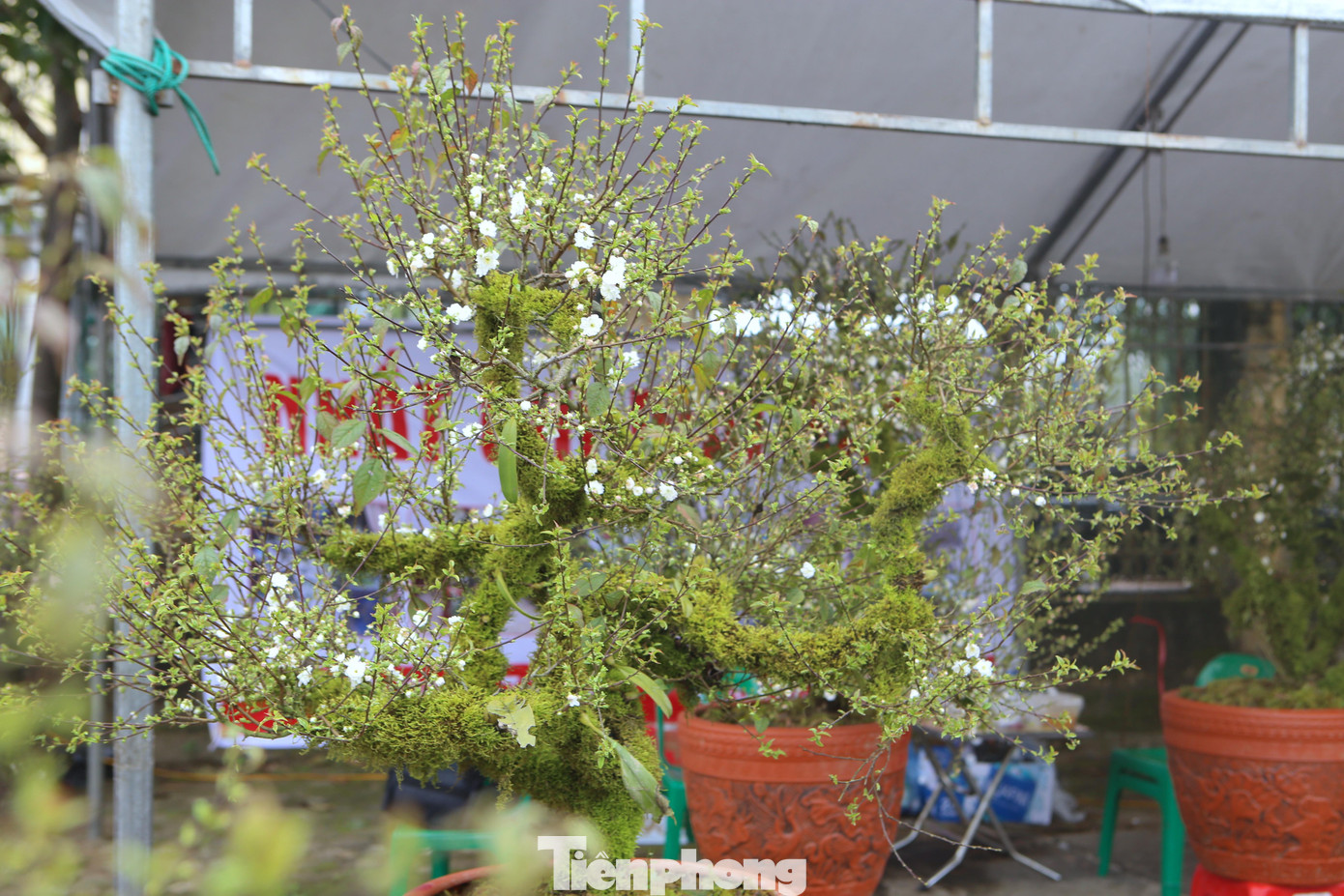 Dù không hề rẻ nhưng giống mai đá vẫn hút khách mua.