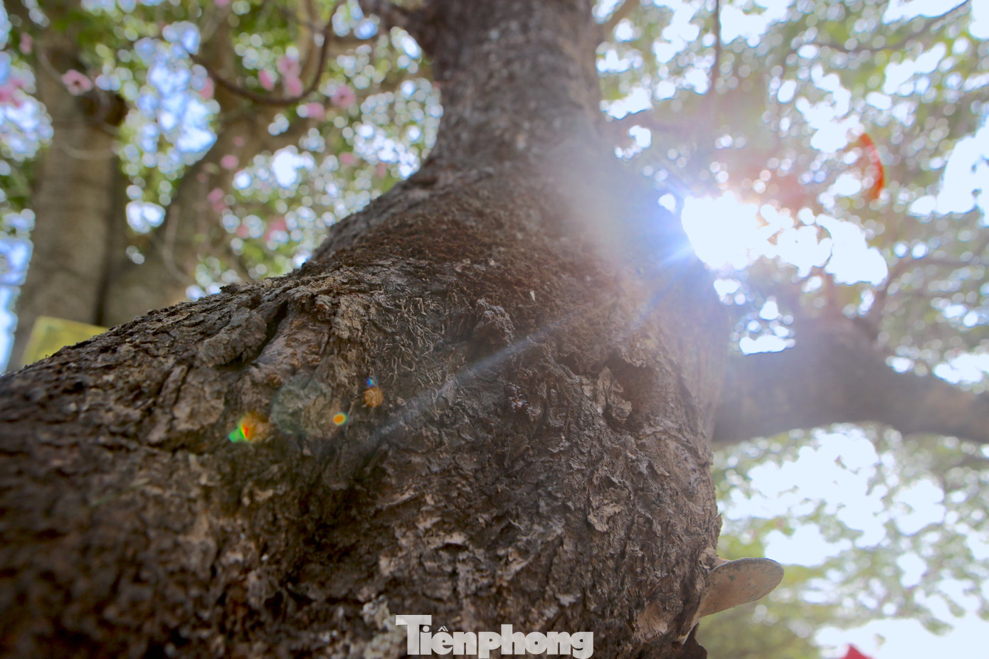 Người bán đào Tết cho hay, để đánh giá cây đào cổ thụ đẹp, phải dựa vào nhiều yếu tố như độ tuổi của cây, cây càng có tuổi thọ cao càng giá trị.