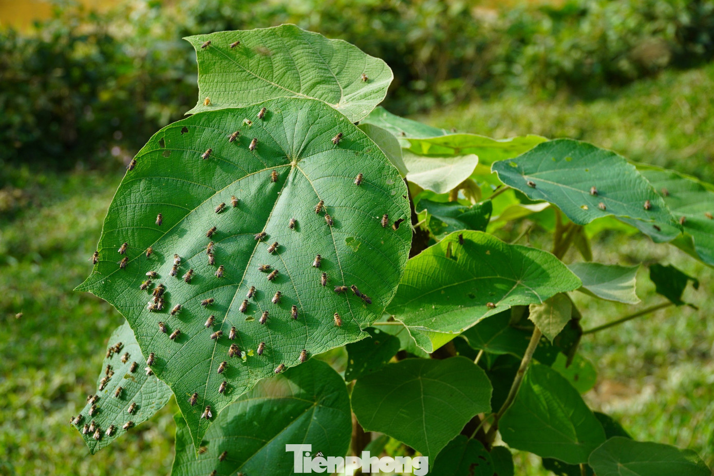 Đàn ong mật đậu tại những cây xung quanh tổ. Đàn ong mật đậu tại những cây xung quanh tổ.