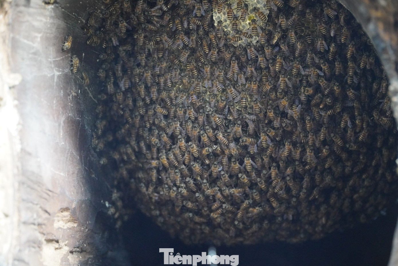 Sau khi “dụ” được đàn ong vào tổ, anh Thao sẽ tách ra tổ khác rộng lớn hơn. Sau khi “dụ” được đàn ong vào tổ, anh Thao sẽ tách ra tổ khác rộng lớn hơn.