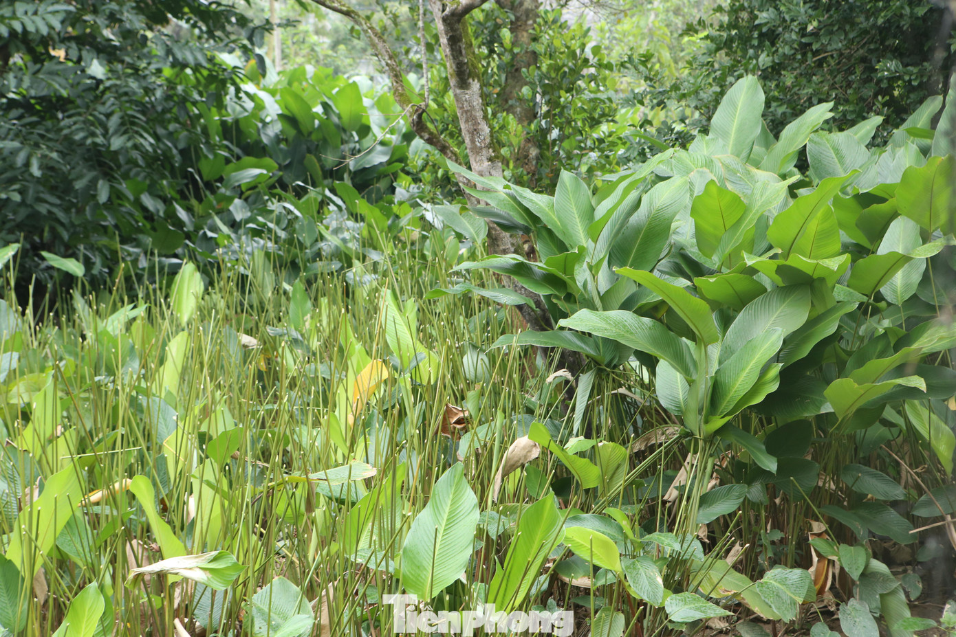 Toàn thôn có 125 hộ trồng, hộ trồng ít nhất là 300 m2, hộ nhiều nhất là hơn 1.000 m2. Người dân tận dụng các khu vực đất ở vườn để trồng lá dong.