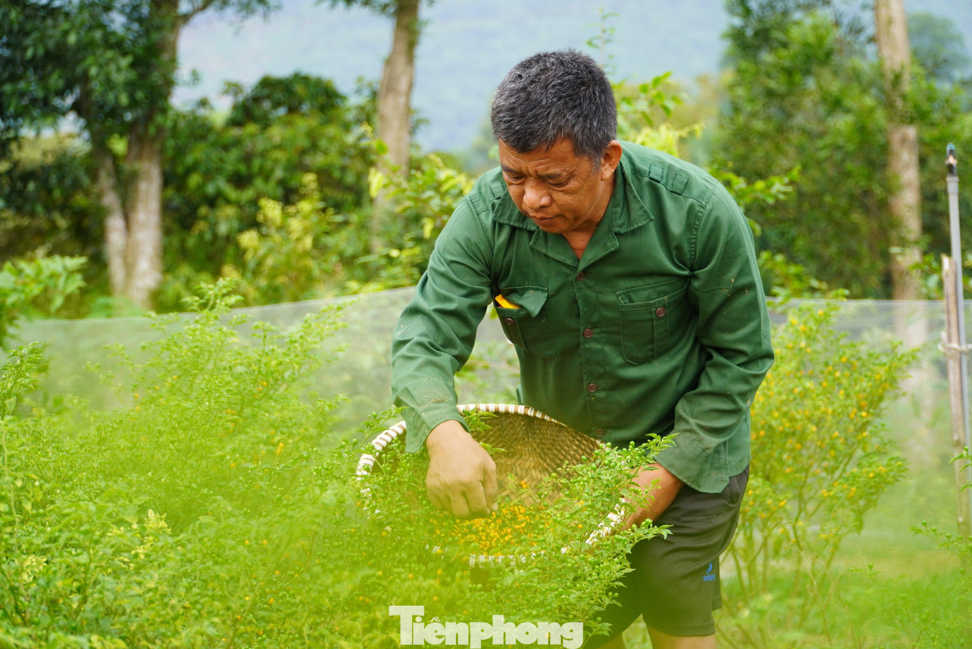 Ông Nguyễn Huy Hà, Chủ tịch UBND xã Thạch Xuân cho biết: &quot;So với trồng cây hoa quả truyền thống, bình thường khác, loại ớt anh Tân trồng cho thu lãi gấp cả chục lần. Mô hình ớt của anh Tân ban đầu thất bại nhưng sau đó anh tiếp tục học hỏi thêm kinh nghiệm và nay đã phát triển tốt, cho thu nhập cao, giải quyết việc làm cho lao động địa phương”.
