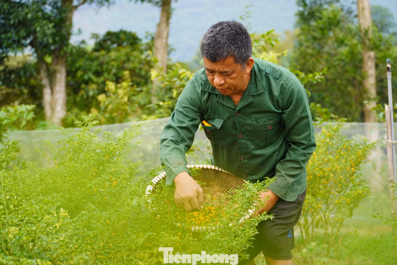 Ông Nguyễn Huy Hà, Chủ tịch UBND xã Thạch Xuân cho biết: "So với trồng cây hoa quả truyền thống, bình thường khác, loại ớt anh Tân trồng cho thu lãi gấp cả chục lần. Mô hình ớt của anh Tân ban đầu thất bại nhưng sau đó anh tiếp tục học hỏi thêm kinh nghiệm và nay đã phát triển tốt, cho thu nhập cao, giải quyết việc làm cho lao động địa phương”.