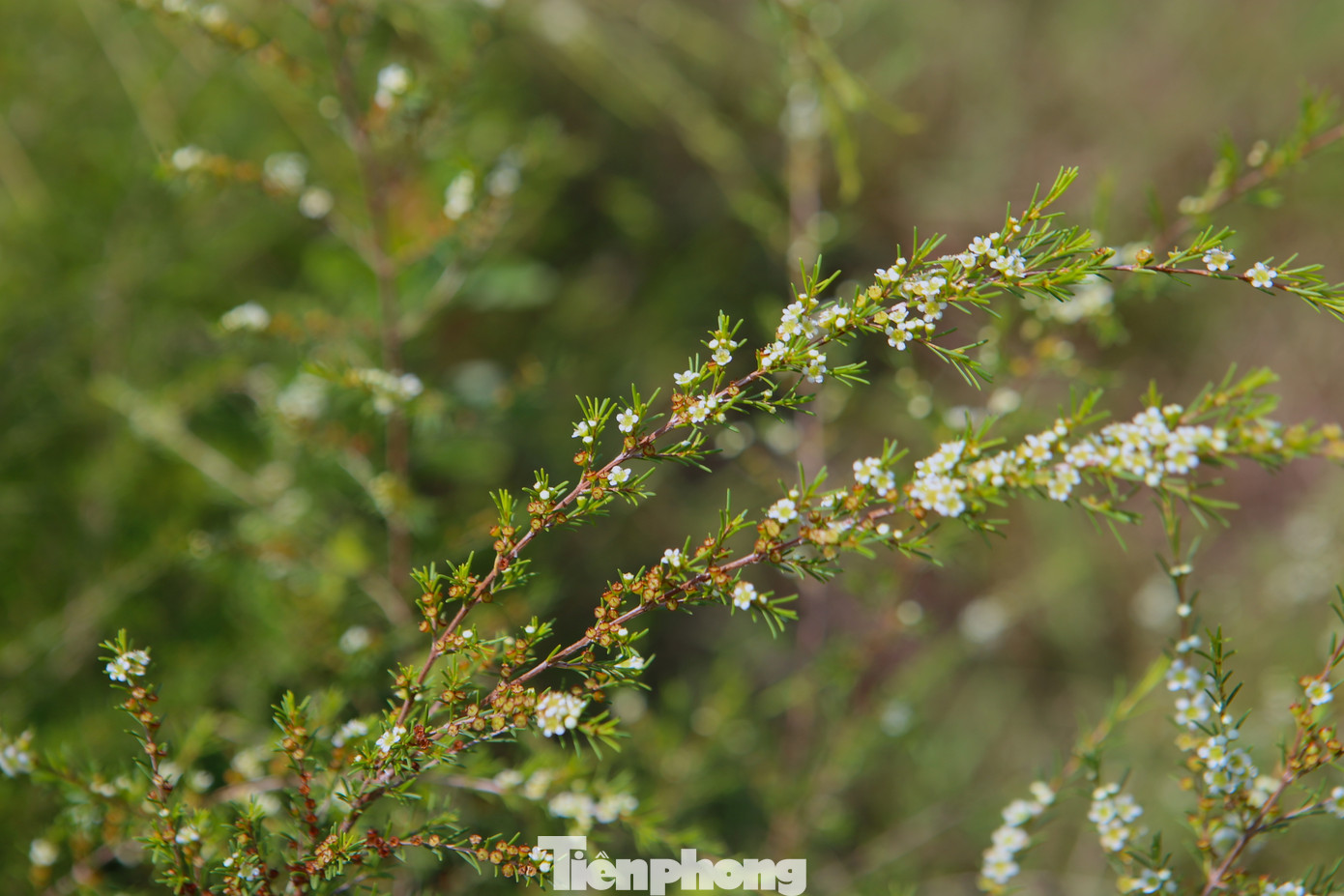 Hoa lá, búp... loài cây này cũng được thương lái thu mua ngay sau khi thu hoạch để nhập cho các cơ sở chế biến tinh dầu.