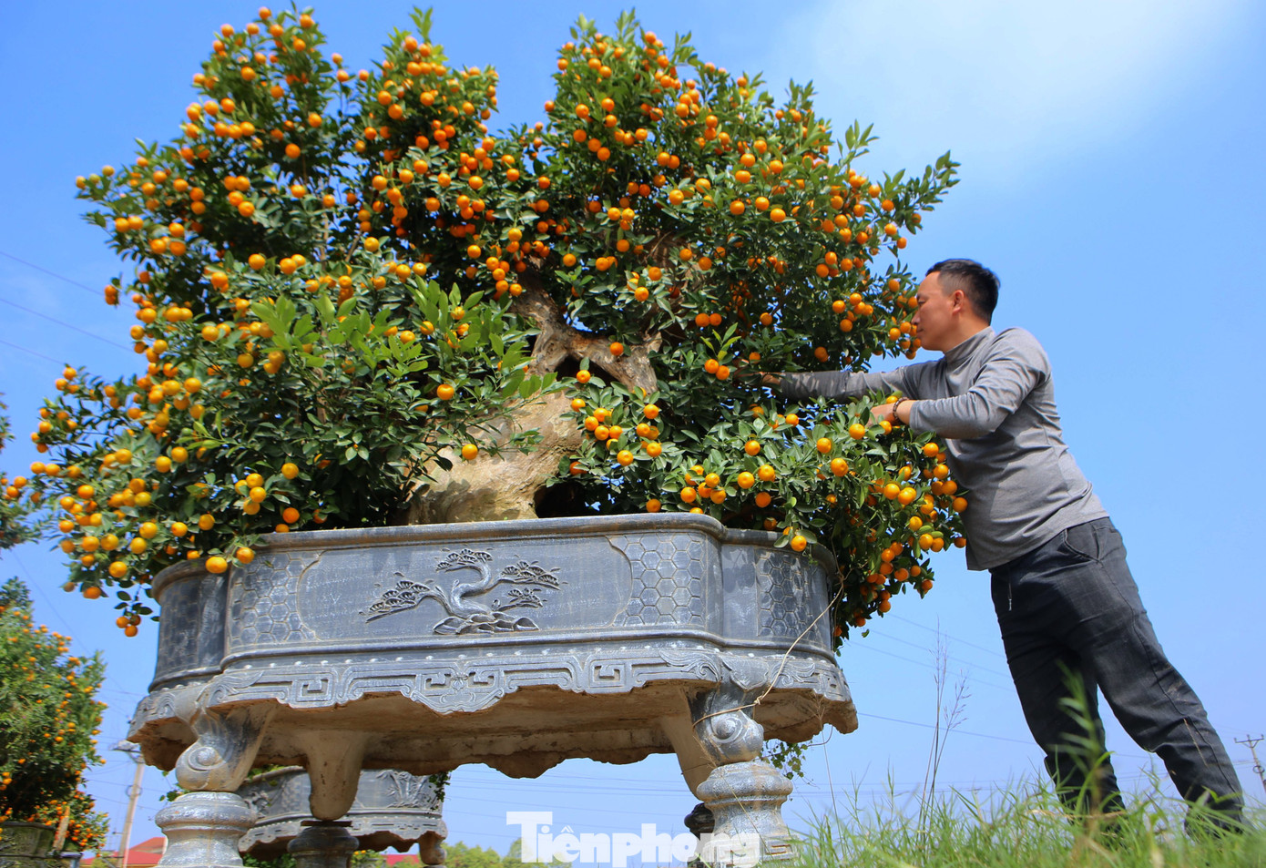 Hai gốc quất này được trồng hai đầu chậu rộng khoảng 4m, ở giữa được người thợ đặt thân gỗ lũa. Hai gốc quất này được trồng hai đầu chậu rộng khoảng 4m, ở giữa được người thợ đặt thân gỗ lũa.