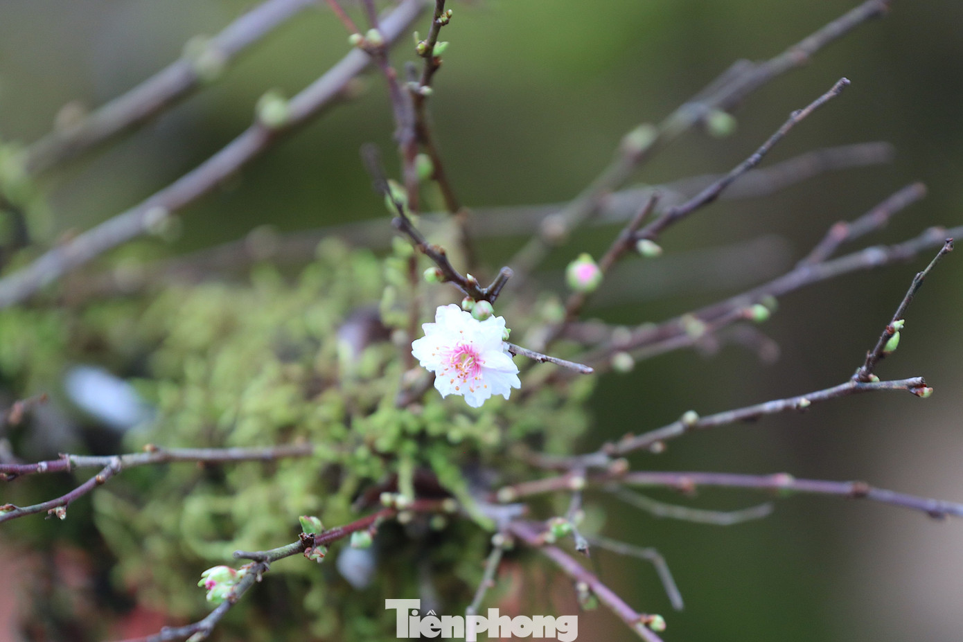 Nhất chi mai là loại hoa rất độc đáo. Mai trắng kể từ khi ra nụ đến lúc tàn có 4 màu, từ nụ xanh chuyển qua nụ đỏ, khi nở hoa thì có màu trắng, đến khi gần tàn sẽ có màu tím. Đến khi cây ra lộc còn có thêm màu nữa.