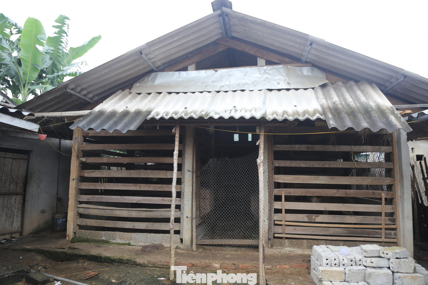 Nhung hươu được người dân huyện Hương Sơn nuôi tại những chuồng trại nhỏ, sau hoặc cạnh nhà. Mỗi gia đình nuôi từ 2-4 con, cũng có những hộ dân nuôi hàng chục con.