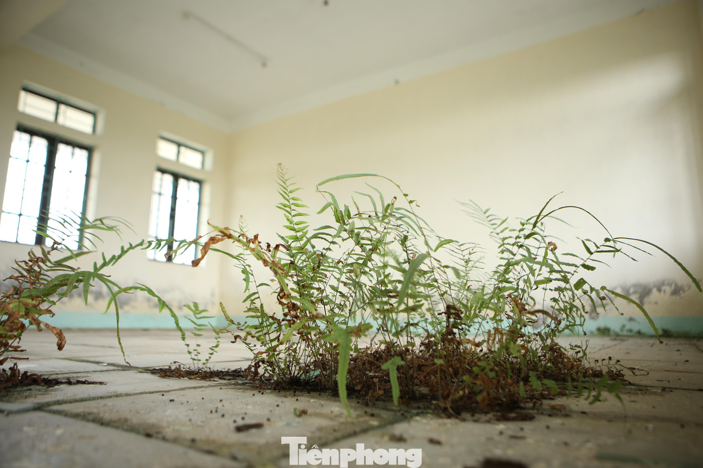 Cỏ dại mọc ngay trong lớp học do thời gian dài không sử dụng.