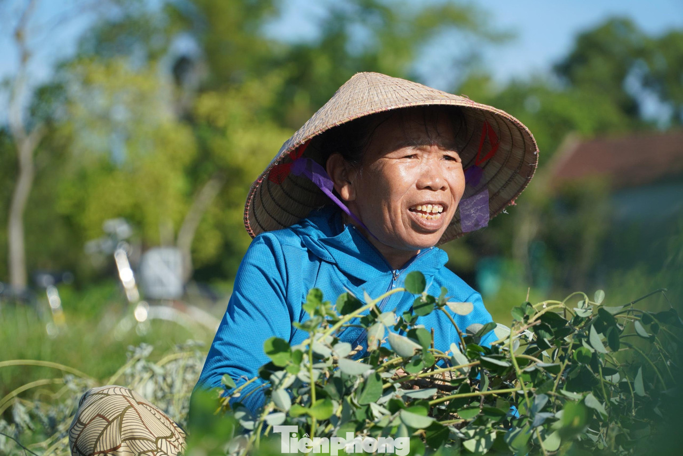 "Thu nhập từ trồng cây kim tiền thảo cao gấp 4 lần so với trồng hoa màu. Mỗi năm có 2-3 lần thu hoạch, tổng sản lượng đạt 7 - 8 tạ/sào/năm. Tính ra mỗi năm cho thu trên chục triệu đồng/sào nên dân rất phấn khởi", một người dân cho biết.