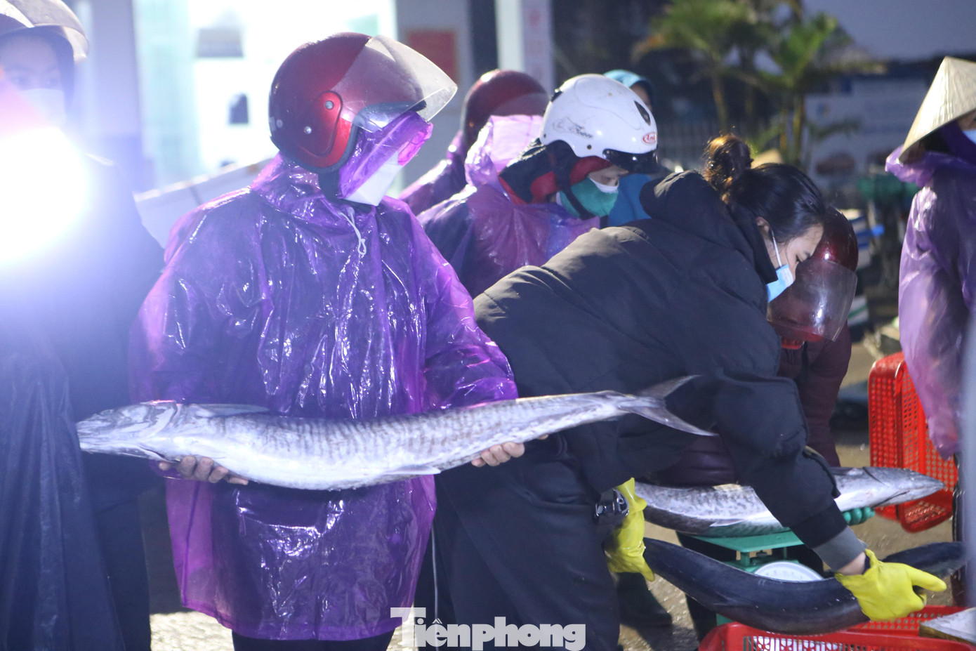 Cá sau khi đưa lên bờ sẽ được cân và bán cho các thương lái.