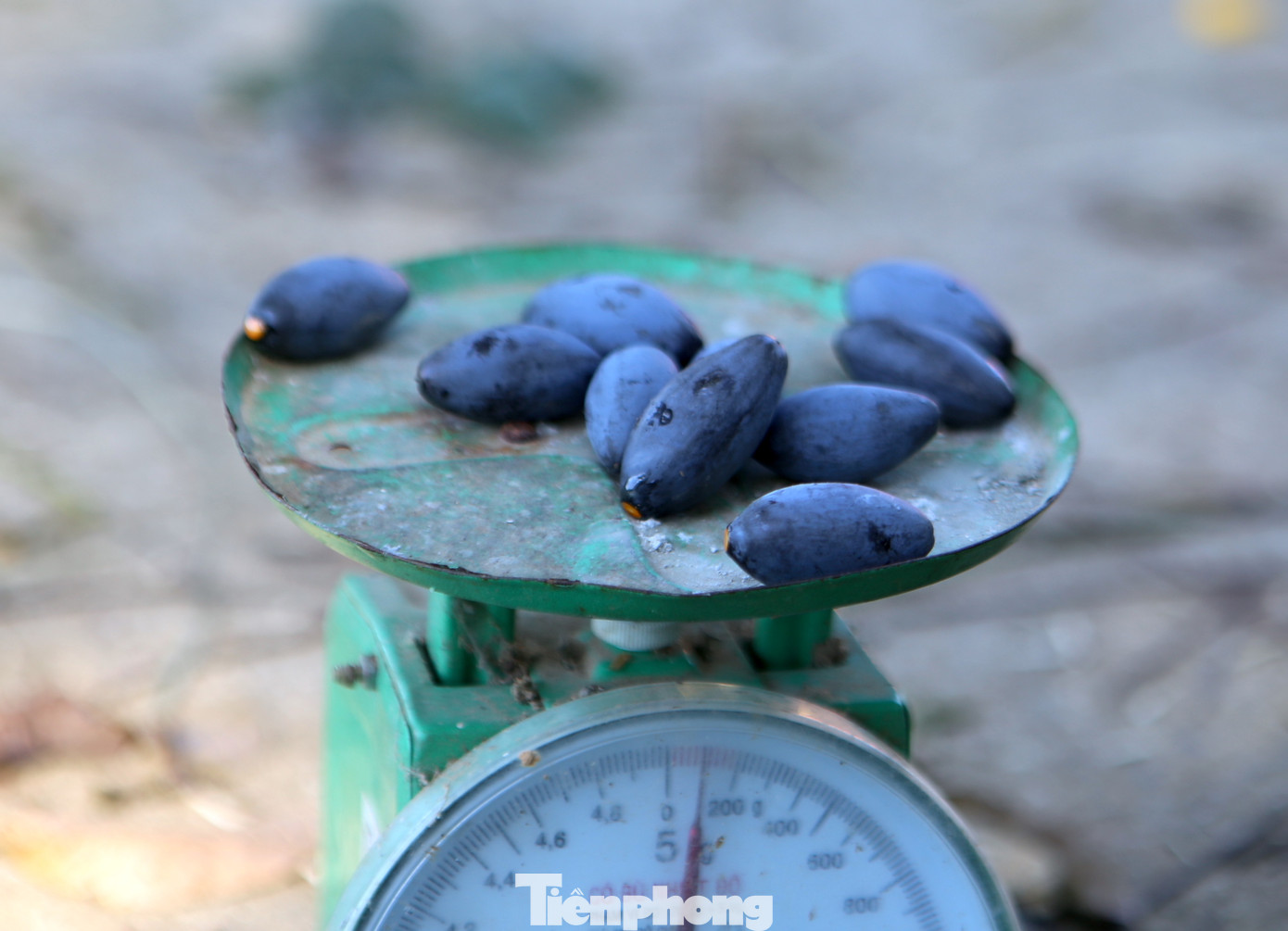 Quả trám hình thoi, khi chín có màu tím thẫm, cùi màu vàng, hạt nhọn hai đầu, nhân hạt trắng ngần. Trám đạt chuẩn, bán được giá phải đạt 100 quả/kg, còn những quả to hơn sẽ bán giá cao hơn.