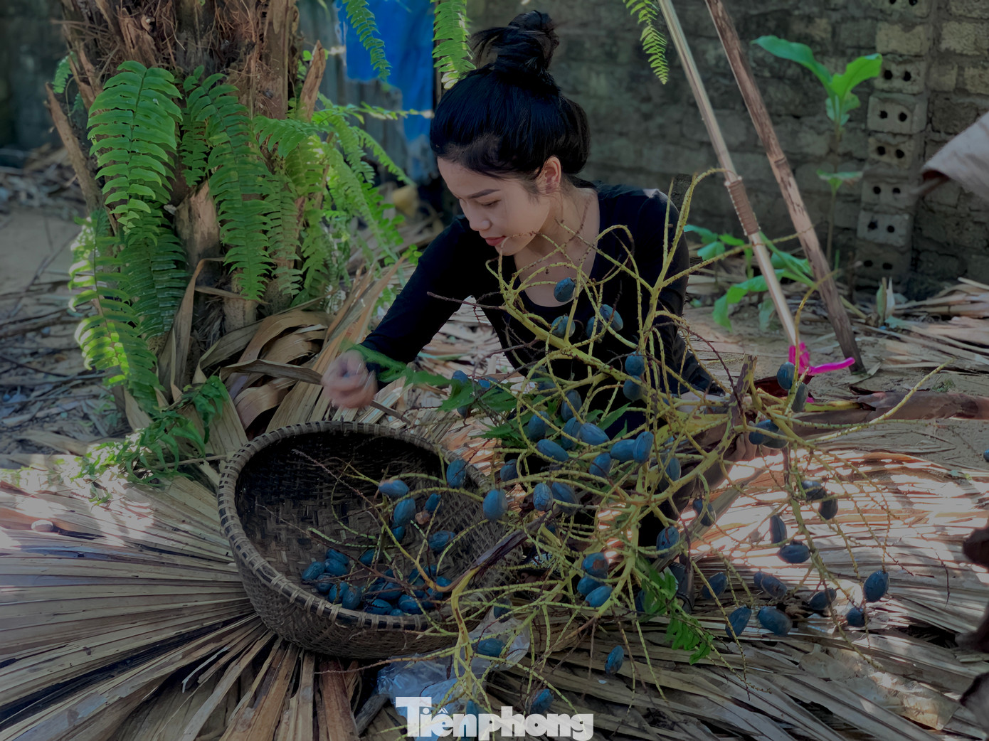 Cọ được trồng nhiều ở miền núi Hương Sơn như An Lễ Tiến, Sơn Hoà, Sơn Lâm, Sơn Giang.... Để tránh quả bị va đập mạnh khi rơi xuống đất, người dân dùng lá cọ đặt dưới thân cây.