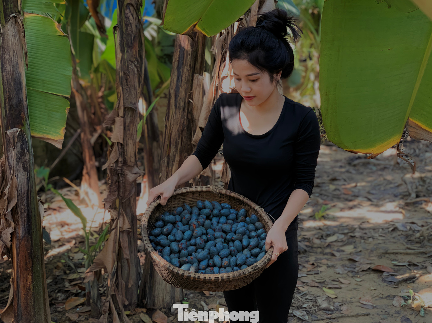 Nhờ thứ quả này nhiều hộ dân có thể thu về từ 3-4 triệu đồng/năm. Cọ được người dân bán tại các khu vực đường lớn hoặc chợ.