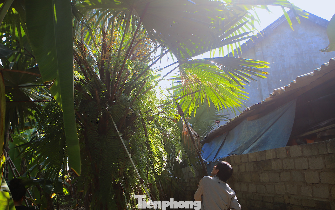 Cây cọ thường mọc hoang ở trong vườn nhà dân. Nhưng nay được nhiều người trồng để cho thu hoạch quả.