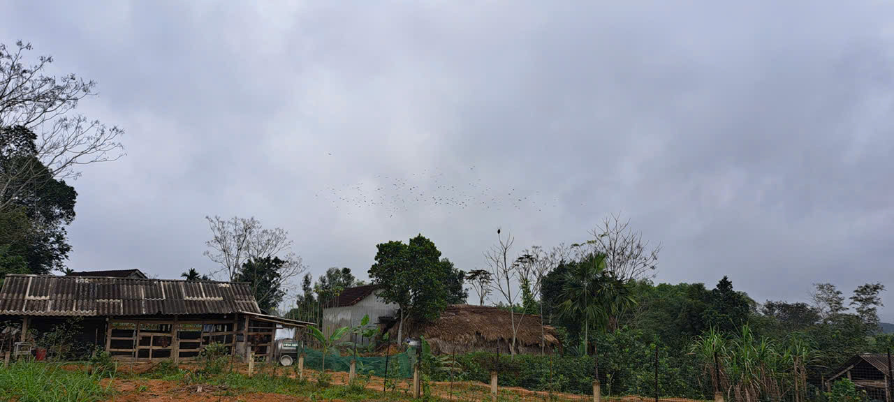 Đàn chim hoang dã hàng nghìn con sà xuống khu vực gieo cấy lúa của người dân.