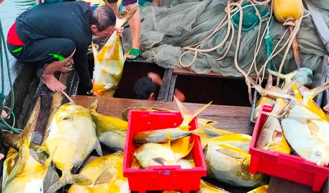 Những con cá chim vàng đang được ngư dân vận chuyển lên bờ để bán.