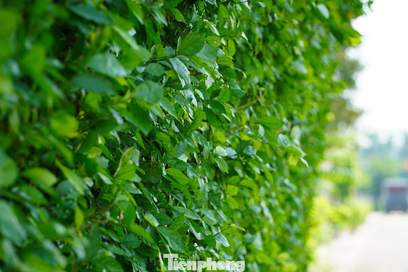 Lá duối xanh, còn thân cây xù xì tạo nên điểm nhấn rất ấn tượng cho làng quê Hà Tĩnh.