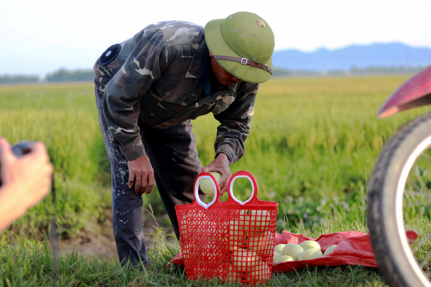 Sau khi thu hoạch dưa, người dân đưa đến các khu chợ hoặc vỉa hè cạnh đường để bán. Giá bán dưa năm nay cao hơn so với những năm trước. Như giá dưa bở từ 15.000 - 20.000 đồng/kg, dưa lê 20.000 - 25.000 đồng/kg, dưa hấu dao động từ 10.000 - 15.000 đồng/kg