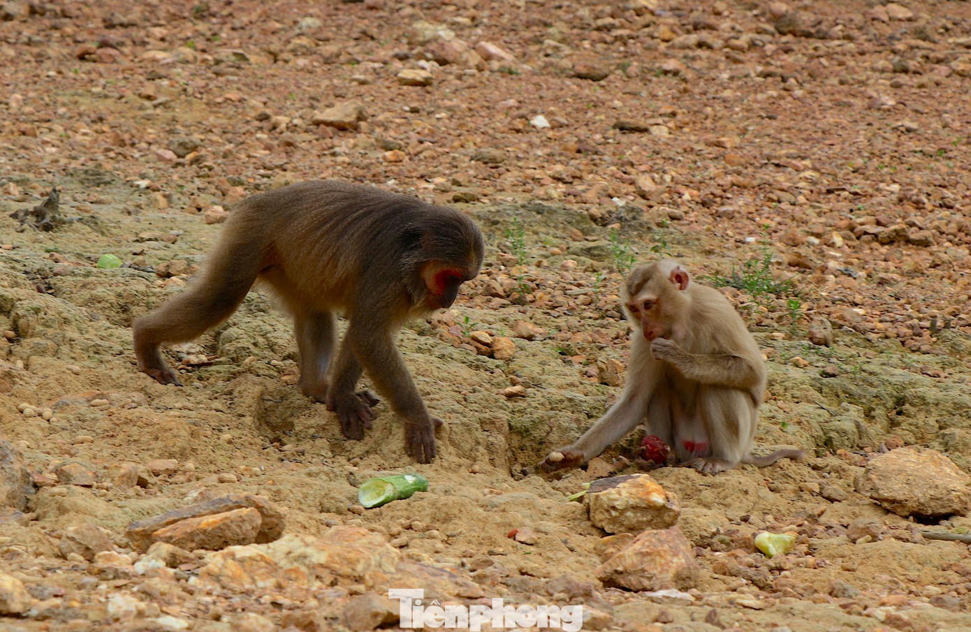 Theo các cán bộ vườn Quốc gia Vũ Quang, cứ khoảng 3 ngày sẽ mang thức ăn vào cho đàn khỉ. Hoạt động này nhằm hỗ trợ đàn khỉ trong quá trình thích nghi với môi trường, đồng thời để quan sát, theo dõi đàn khỉ.