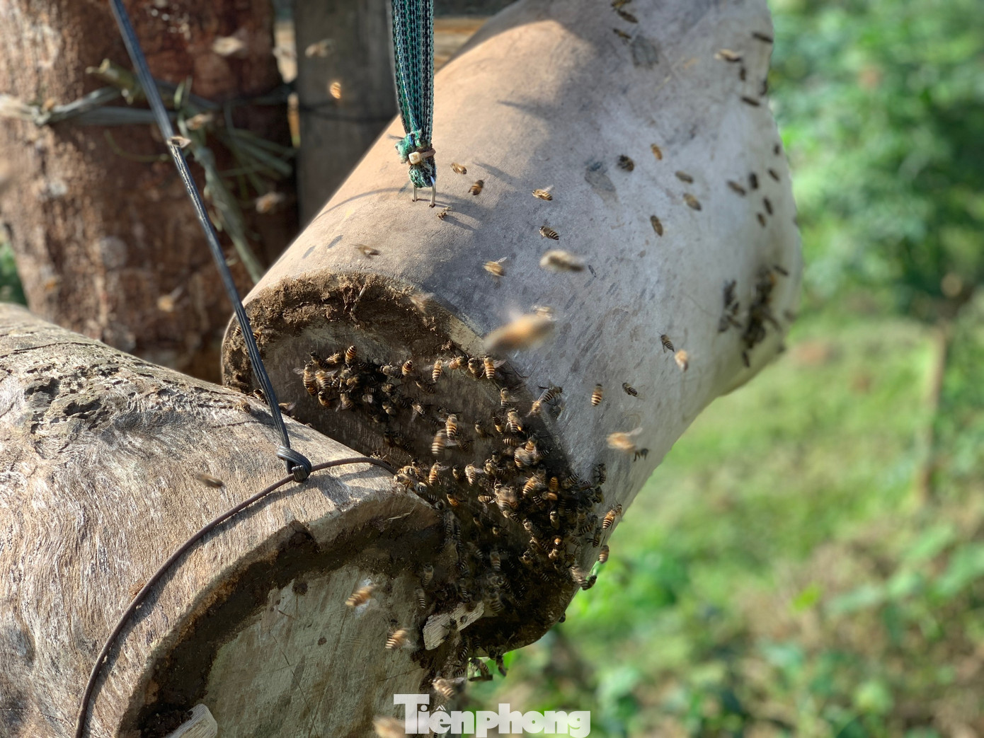Lúc này anh sẽ chuẩn bị một tổ ong được làm từ thân gỗ rỗng bên trong có hình trụ và cây vợt có bán bằng vải màn với mục đích tìm ong sứ. Lúc này anh sẽ chuẩn bị một tổ ong được làm từ thân gỗ rỗng bên trong có hình trụ và cây vợt có bán bằng vải màn với mục đích tìm ong sứ.