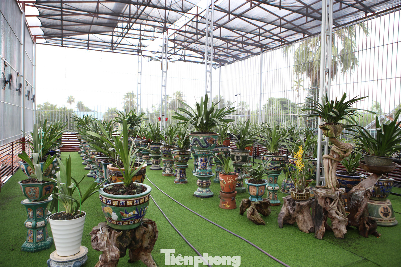 Mới đây anh Long mở rộng đầu tư làm vườn lan hai tầng, khép kín, có quạt thông gió, hệ thống phun nước tự động, có lắp camera.