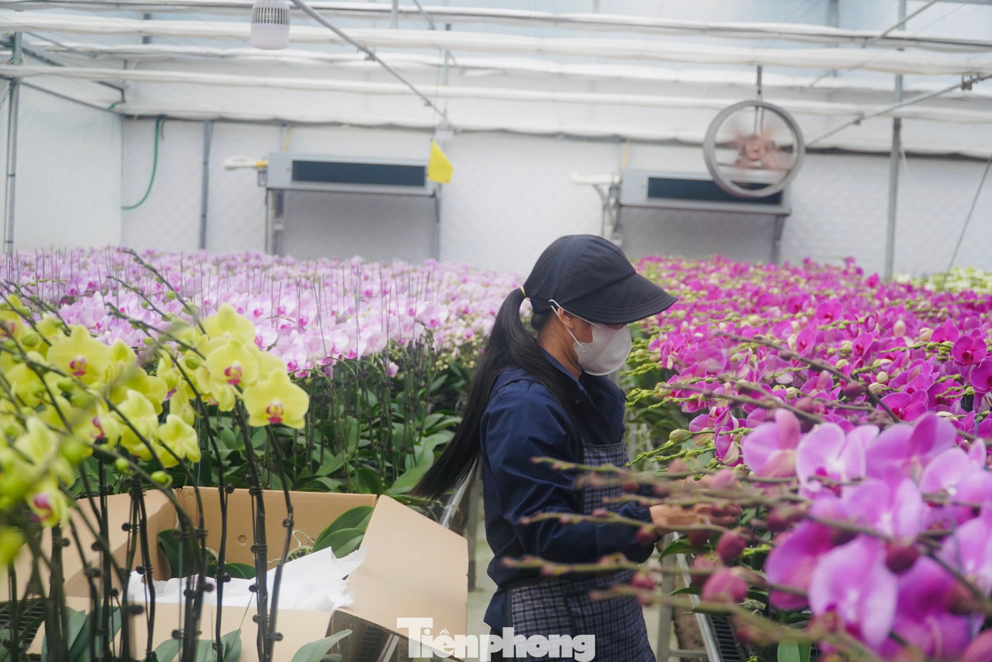 Năm 2025, vườn lan xuống giống 65.000 bịch, với 20 giống. Chủ yếu tập trung màu lan đỏ địa chủ, hồng mai, hồng phát tài.