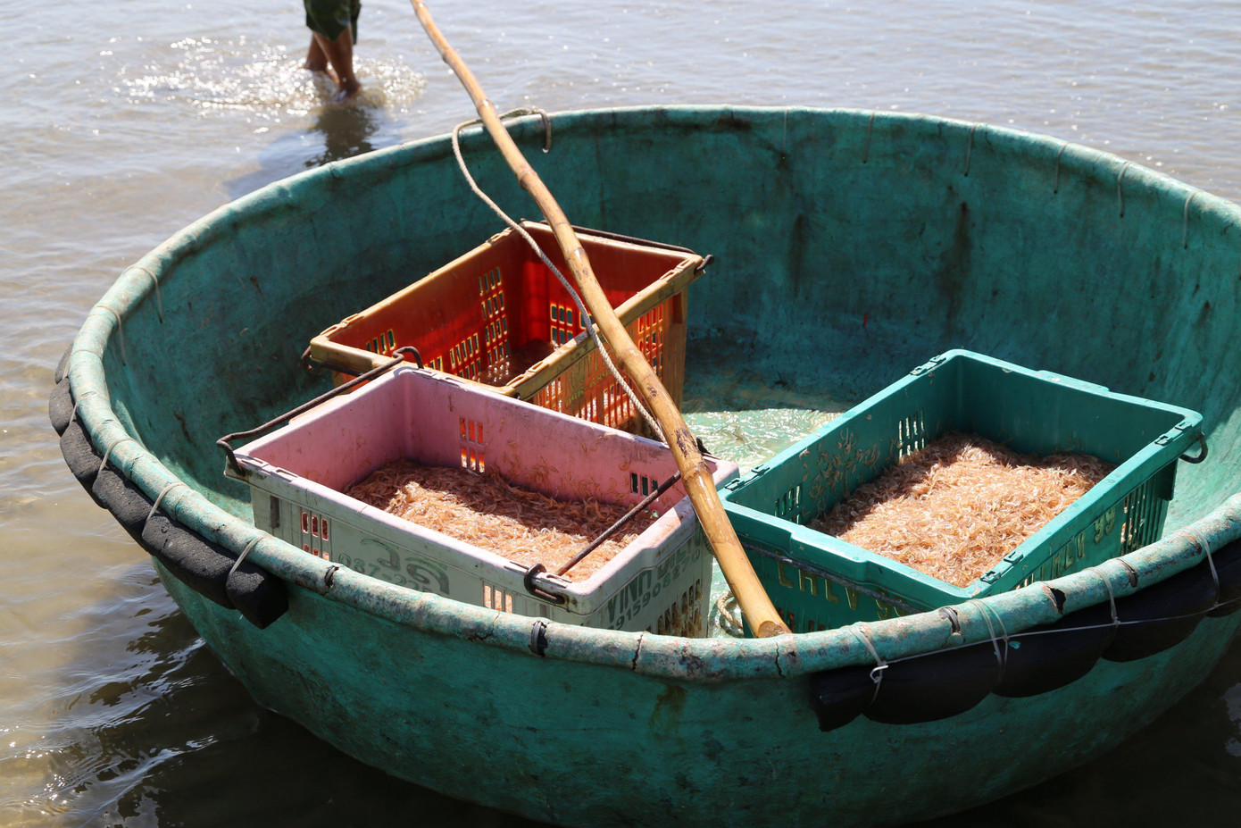 Những khay đựng ruốc được ngư dân vận chuyển trên chiếc thuyền thúng để vào bờ. Mỗi ngày ngư dân đi khoảng 2-3 chuyến ra khơi.