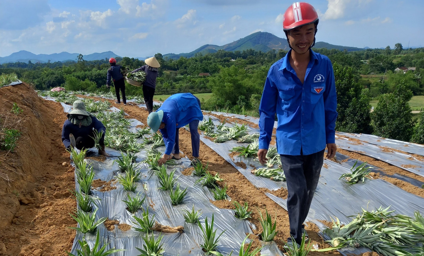 Những luống dứa được trồng qua bàn tay của những thanh niên áo xanh trên sườn đồi. Dịp này huyện Vũ Quang trồng thí điểm 5ha dứa tại xã Đức Bồng và Đức Hương với hơn 47.000 chồi giống.