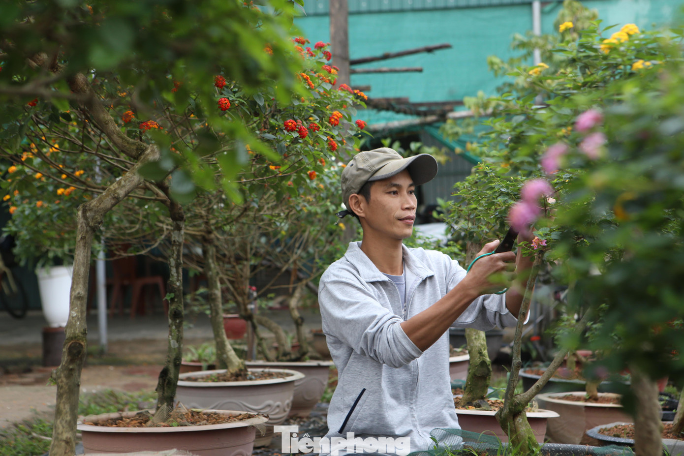 Nhận thấy những vẻ đẹp của loài hoa này, 2 năm qua, vợ chồng anh Trần Văn Ngà (SN 1984) và chị Vũ Thị Quyên (SN 1982) trú tại TP Hà Tĩnh đã săn lùng, chăm bón và tạo dáng để “biến” loài hoa dại này thành các cây bonsai ngũ sắc có giá trị.