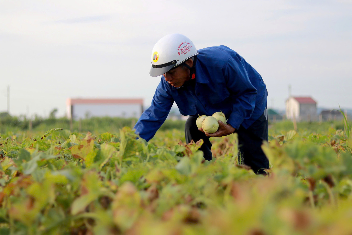 Những ngày tháng 5, không khí thu hoạch dưa bở, dưa lê và dưa hấu nhộn nhịp lan tỏa khắp cánh đồng ở xã Việt Tiến, huyện Thạch Hà (Hà Tĩnh).