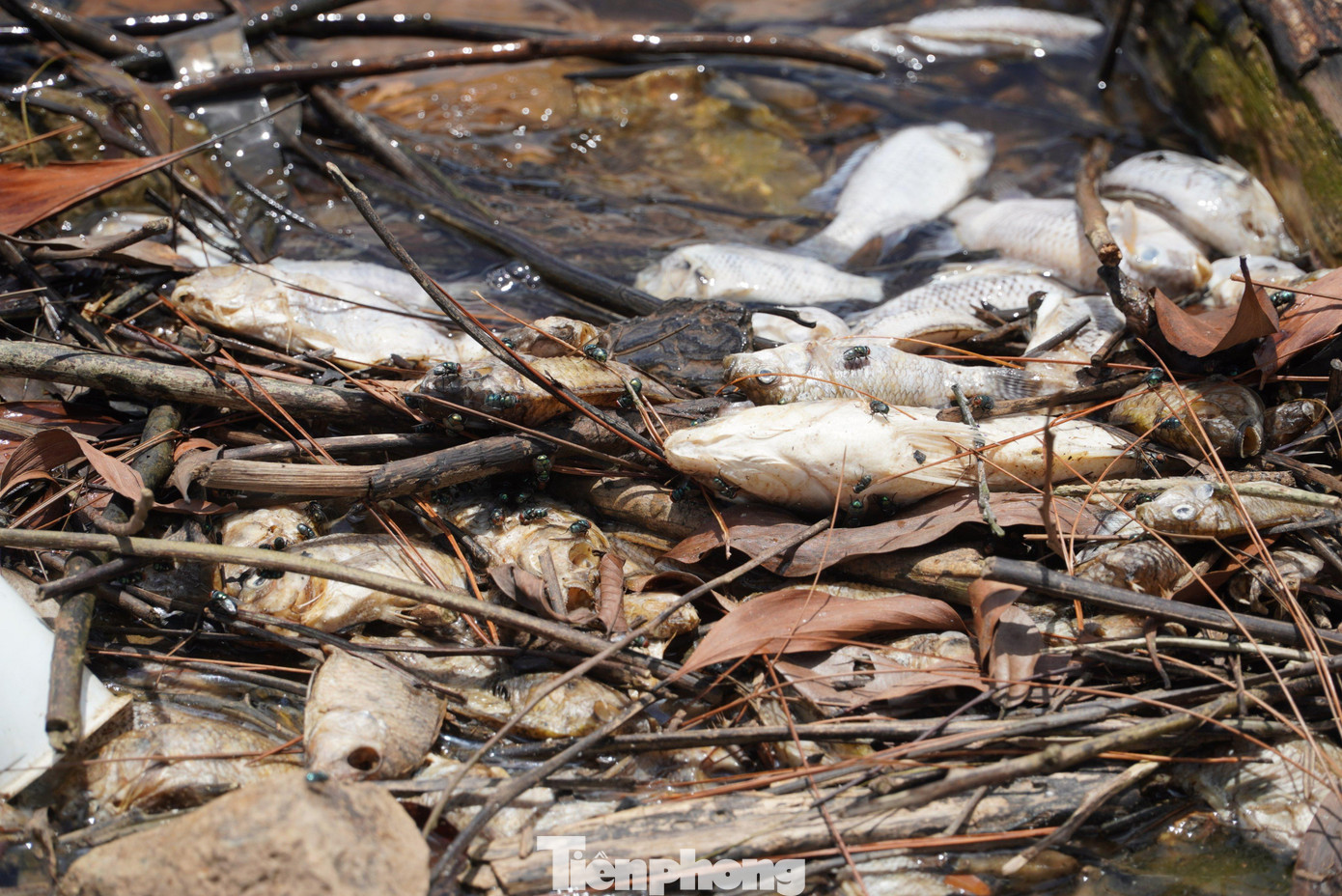 Xác cá chết nổi dọc tại bờ hồ. Xác cá chết nổi dọc tại bờ hồ.