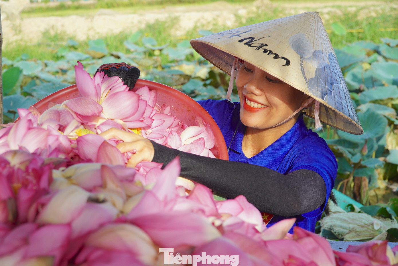 Hoa sen được trồng ở đây là loại bách diệp. Hoa có mùi thơm nồng, khi nở sẽ được thu hoạch vào buổi sáng. Hoa sen được trồng ở đây là loại bách diệp. Hoa có mùi thơm nồng, khi nở sẽ được thu hoạch vào buổi sáng.