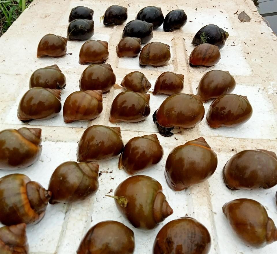 Những con ốc bươu bán thành phẩm trong hồ anh Toại.