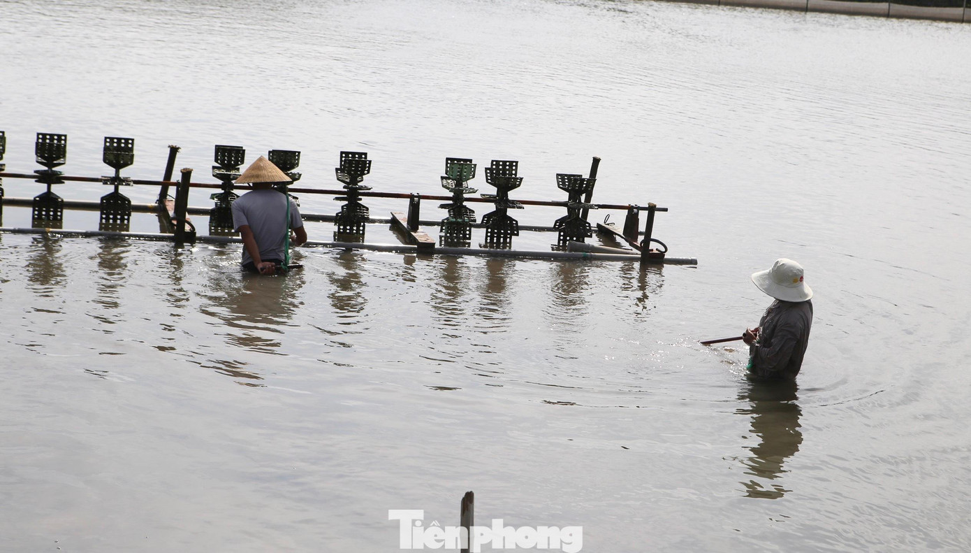 Tuy nhiên do ảnh hưởng của dịch COVID-19, thị trường tiêu thụ bị thắt chặt, nhiều hộ dân hiện tại đang như ngồi trên đống lửa khi ốc hương rớt hơn nửa giá.