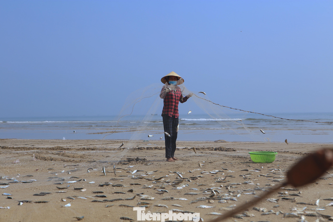 Với nhiều ngư dân, tuy cá trích có giá trị kinh tế không cao như cá ngừ, cá thu, mực, nhưng lợi thế là chỉ cần ghe công suất nhỏ, đánh bắt gần bờ. Nhất là ngư dân không có nhiều vốn cho những chuyến biển đánh bắt xa bờ thì cá trích chính là nguồn lợi mang lại thu nhập ổn định cho gia đình. Với nhiều ngư dân, tuy cá trích có giá trị kinh tế không cao như cá ngừ, cá thu, mực, nhưng lợi thế là chỉ cần ghe công suất nhỏ, đánh bắt gần bờ. Nhất là ngư dân không có nhiều vốn cho những chuyến biển đánh bắt xa bờ thì cá trích chính là nguồn lợi mang lại thu nhập ổn định cho gia đình.