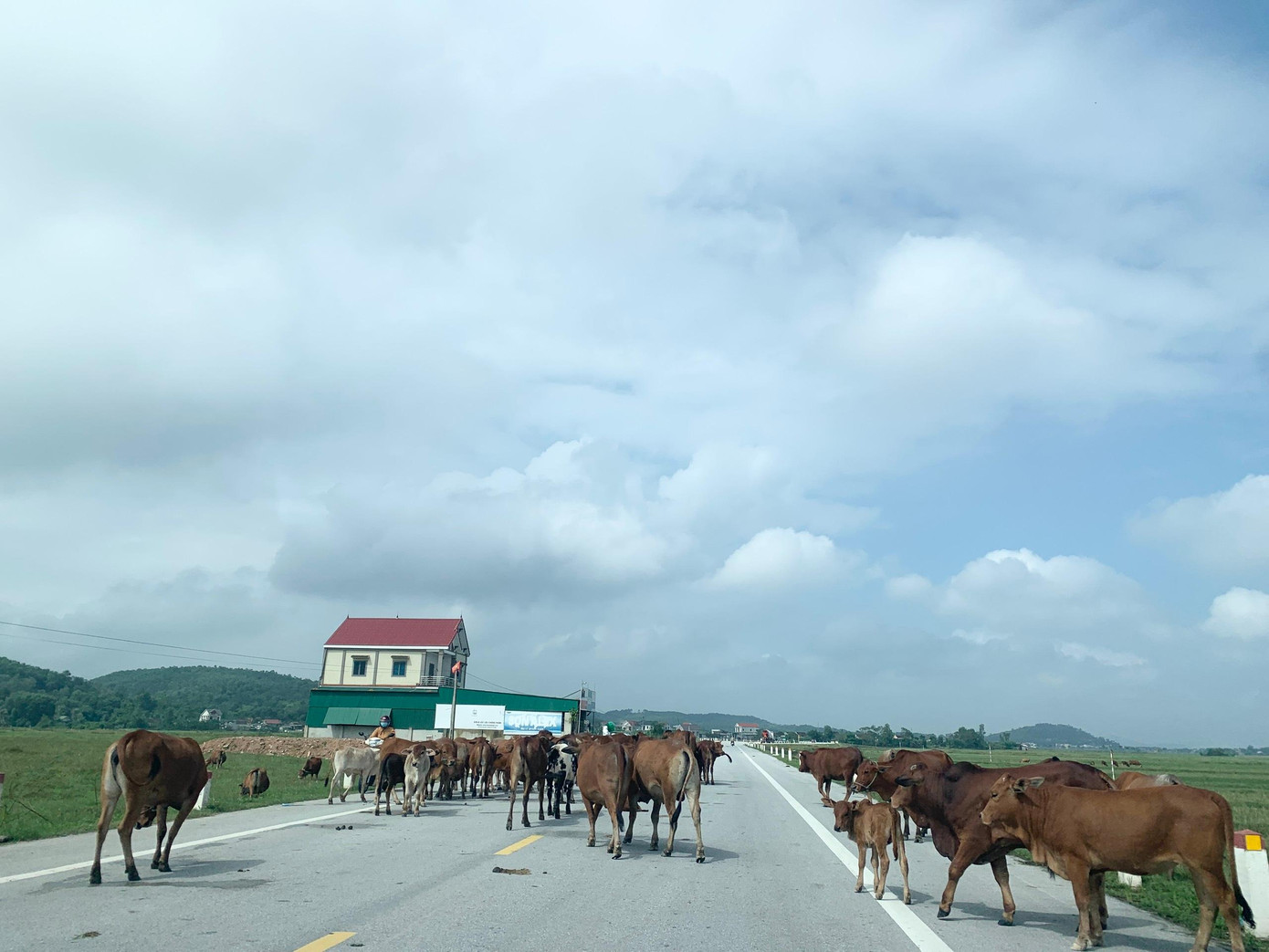"Đi dọc từ quốc lộ 8A từ huyện Hương Sơn xuống TP Hà Tĩnh gặp nhiều đàn trâu, bò đi qua đường, thỉnh thoảng có những con còn nằm ngay trên đường", anh Nguyễn Trọng Tú (trú huyện Hương Sơn) chia sẻ.