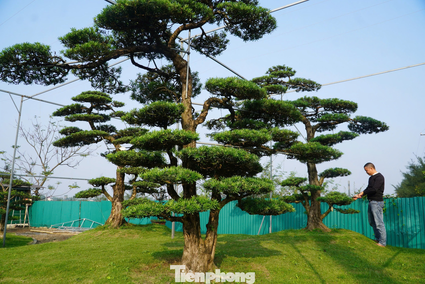 Đối với gốc tùng La Hán giá cao nhất ở đây được bán với với giá một tỷ đồng. Những gốc giá trị tiền tỷ chủ yếu là gốc có tuổi đời từ 70-100 năm tuổi, thế cây đẹp.