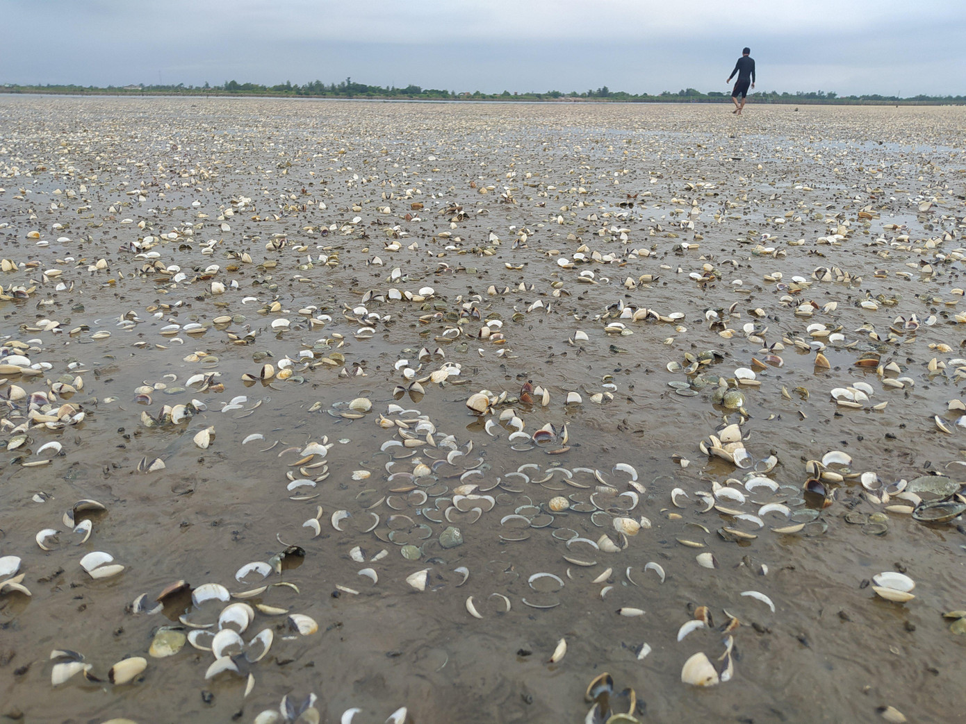 Ngao chết trắng ở bãi. Ngao chết trắng ở bãi.