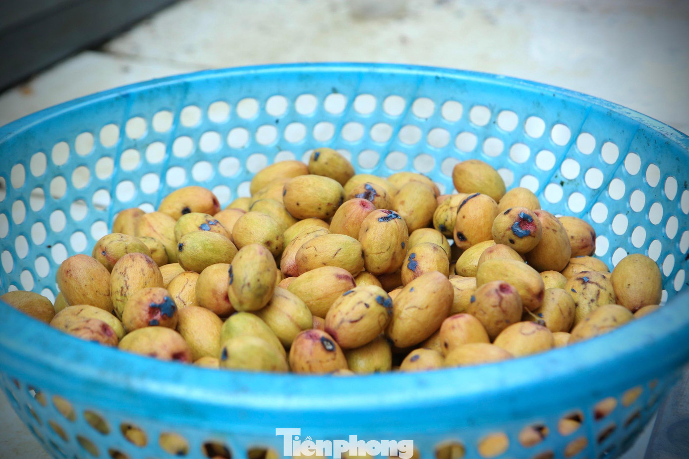 Người dân cho biết, cọ càng già thì vị càng ngậy, càng béo và bùi. Cọ đang được bán với giá từ 10-30 ngàn đồng/kg. Người dân cho biết, cọ càng già thì vị càng ngậy, càng béo và bùi. Cọ đang được bán với giá từ 10-30 ngàn đồng/kg.