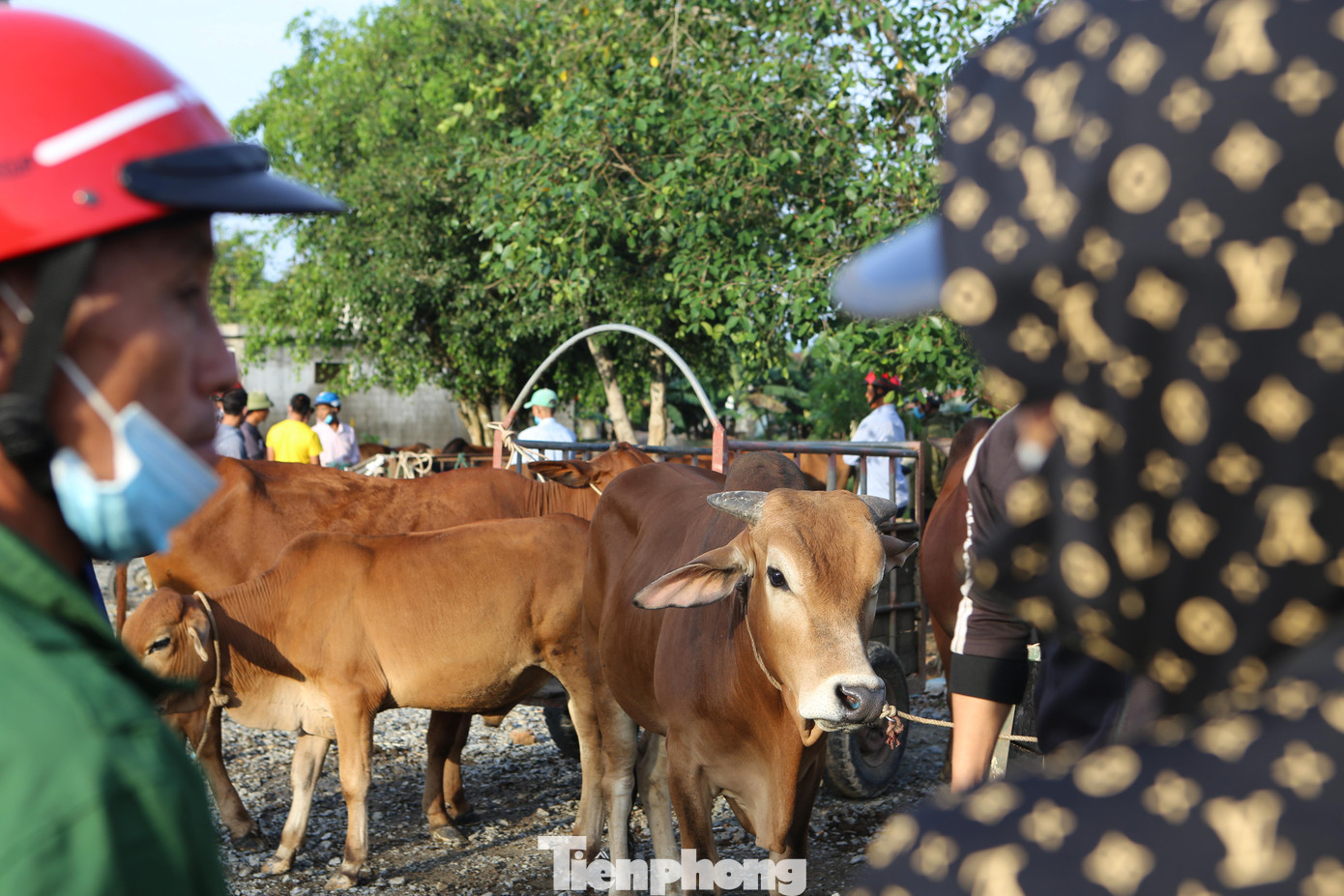 Khi tiếng đập tay vang lên cũng là lúc việc mua bán giữa hai bên đã thành công. Trâu, bò theo chủ mới về nhà.