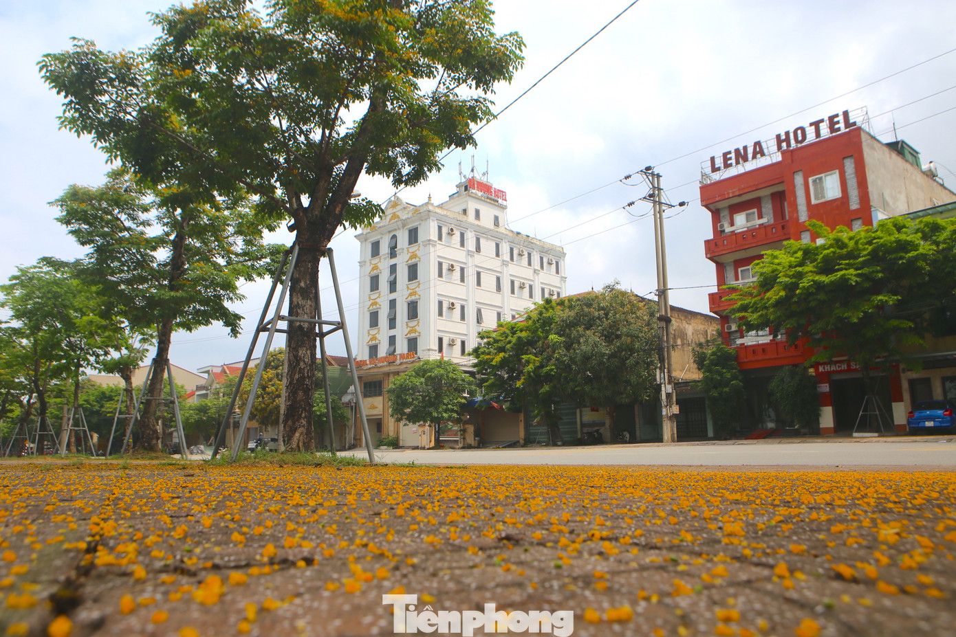 Tháng 4 về, các con đường ở thành phố Hà Tĩnh lại đổi màu vàng rực bởi hoa giáng hương. Khi những hàng cây khoe sắc vàng, nhiều người đi đường khó có thể rời mắt khỏi vẻ đẹp quyến rũ của loài hoa này.