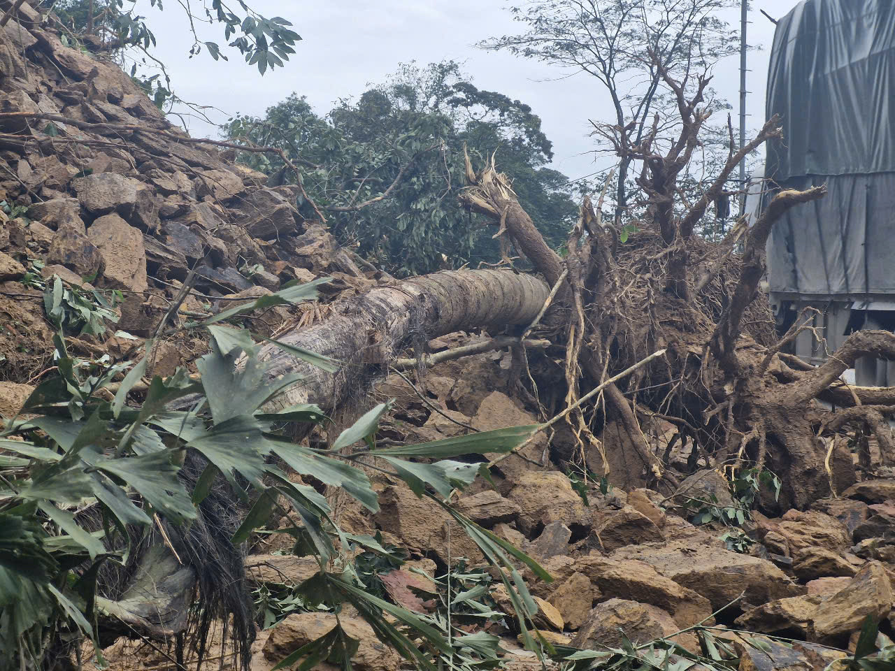 Cây cối từ đỉnh núi đổ xuống. Cây cối từ đỉnh núi đổ xuống.