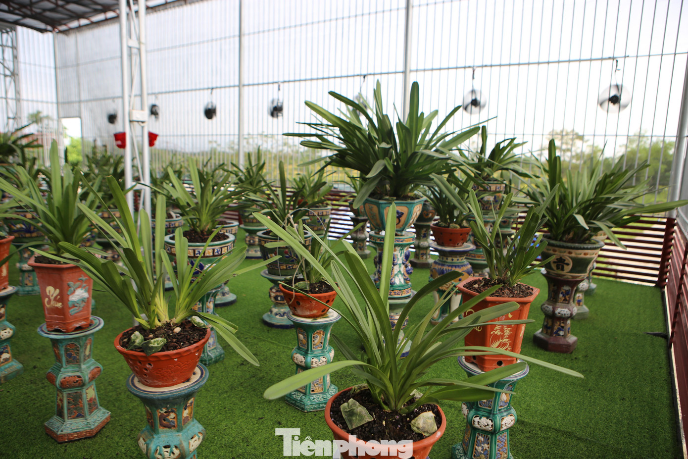 “Trồng lan phải thực sự đam mê, yêu thích vì yêu cầu cần có thời gian chăm sóc. Nếu không có sự quyết tâm, thì tôi cũng bỏ cuộc lâu rồi. Những người muốn trồng lan, cần chia sẻ kinh nghiệm về kỹ thuật, tôi cũng sẵn lòng hỗ trợ", anh Long chia sẻ.