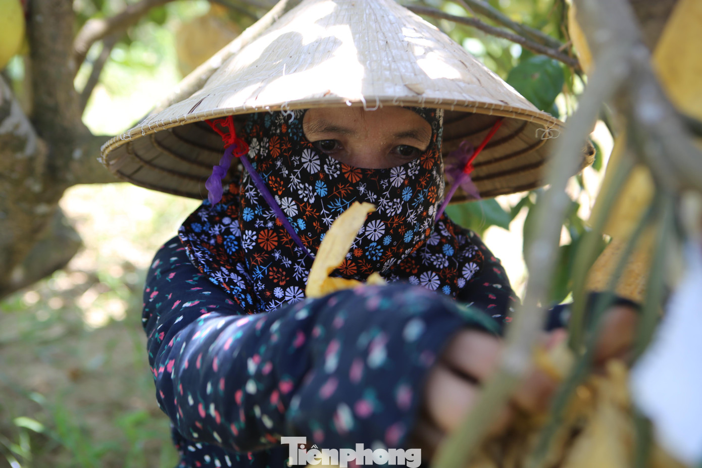 Tháng 3/2021, Hội Kỷ lục gia công bố bưởi Phúc Trạch nằm trong top 100 quà tặng Việt Nam. Trong ảnh người trồng bưởi đang thu hoạch bưởi để bán.