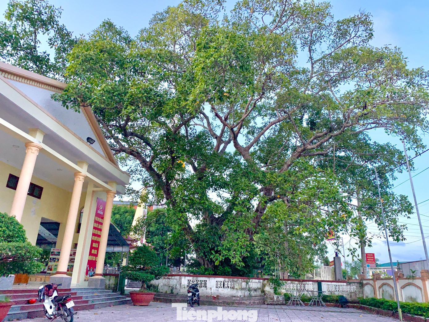 Toả bóng mát cho hội trường UBND xã Hộ Độ.