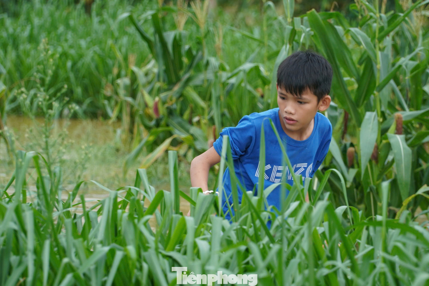 Khi nước lũ dâng, nhiều con dế rời hang, tìm đến những khu vực cao hơn để tránh trú. Đặc biệt chúng thường trú ẩn ở những cây cỏ, cây ngô người dân trồng ven bờ sông. Vì thế, họ len lỏi vào những nơi trồng ngô, cây cỏ để tìm dế.